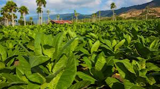 Dominican Cigars VS Cuban Cigars--Which One Do You Prefer